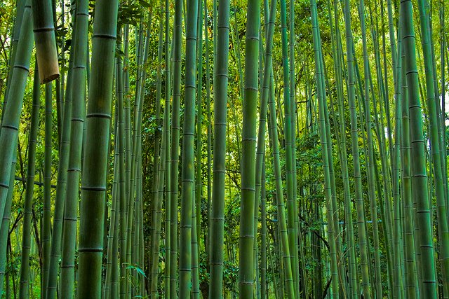Bosque de bambú gigante de Sagano en Arashiyama, Kioto