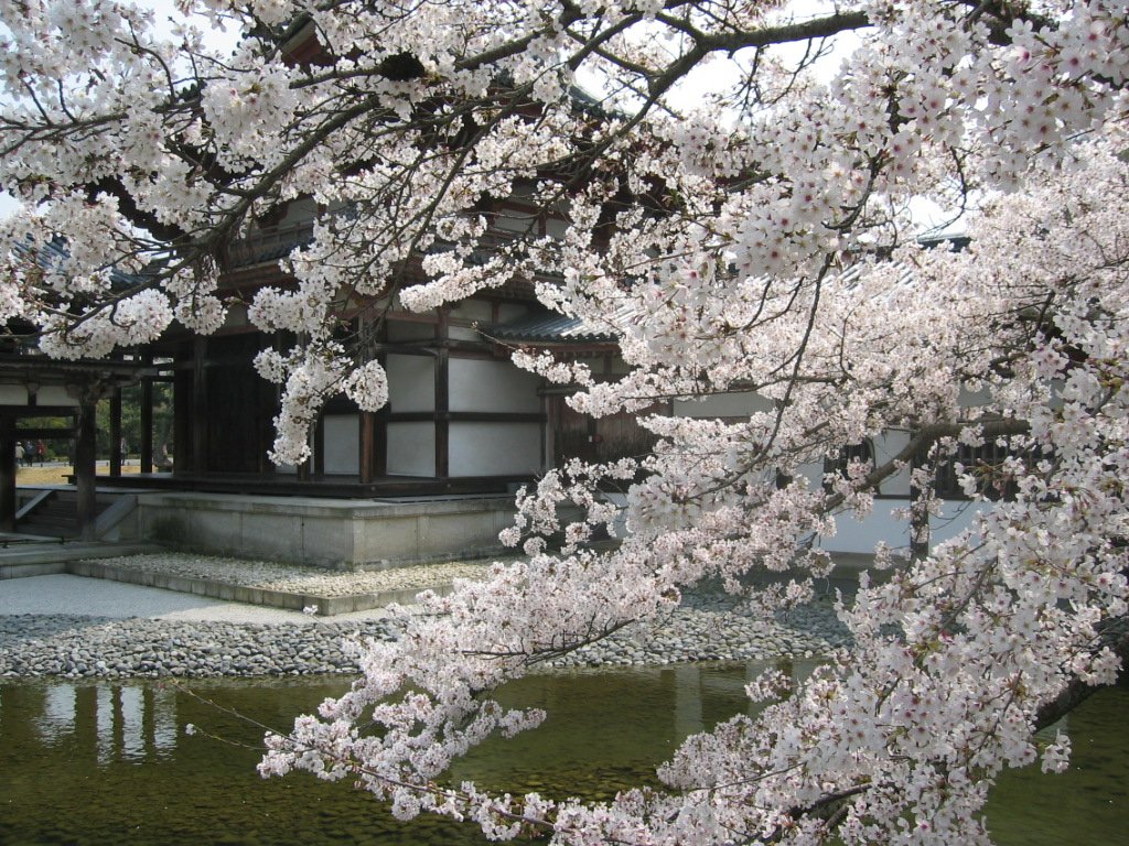 Imagen de la floración en Hanami