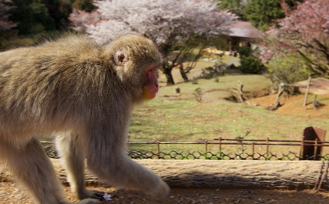 Imagen de un mono en el parque de los monos de Iwatayama