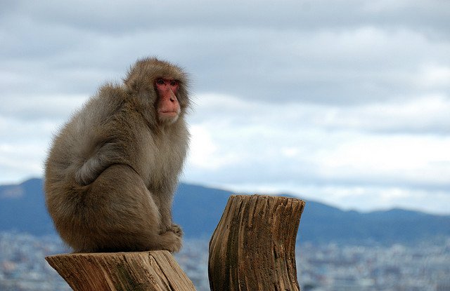 Mono posando ante las vistas del parque de los monos de Iwatayama