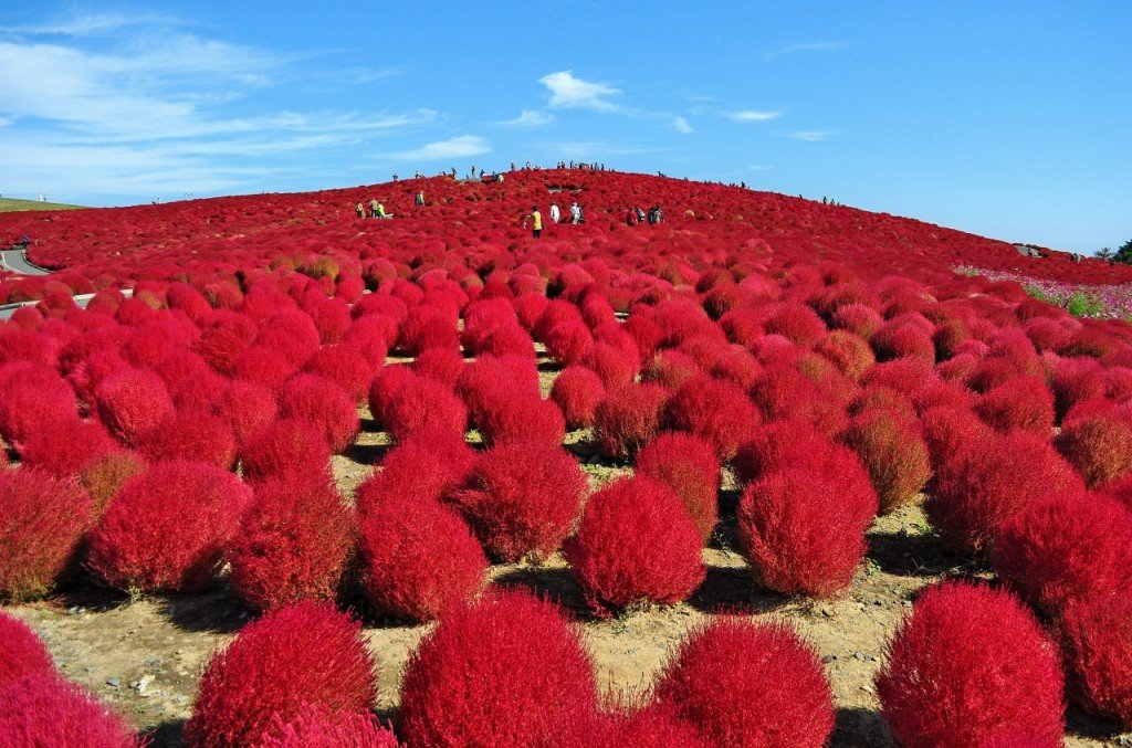 Arbustos rojos en el Parque Costero de Hitachi