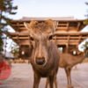 Nara - Imatge 2