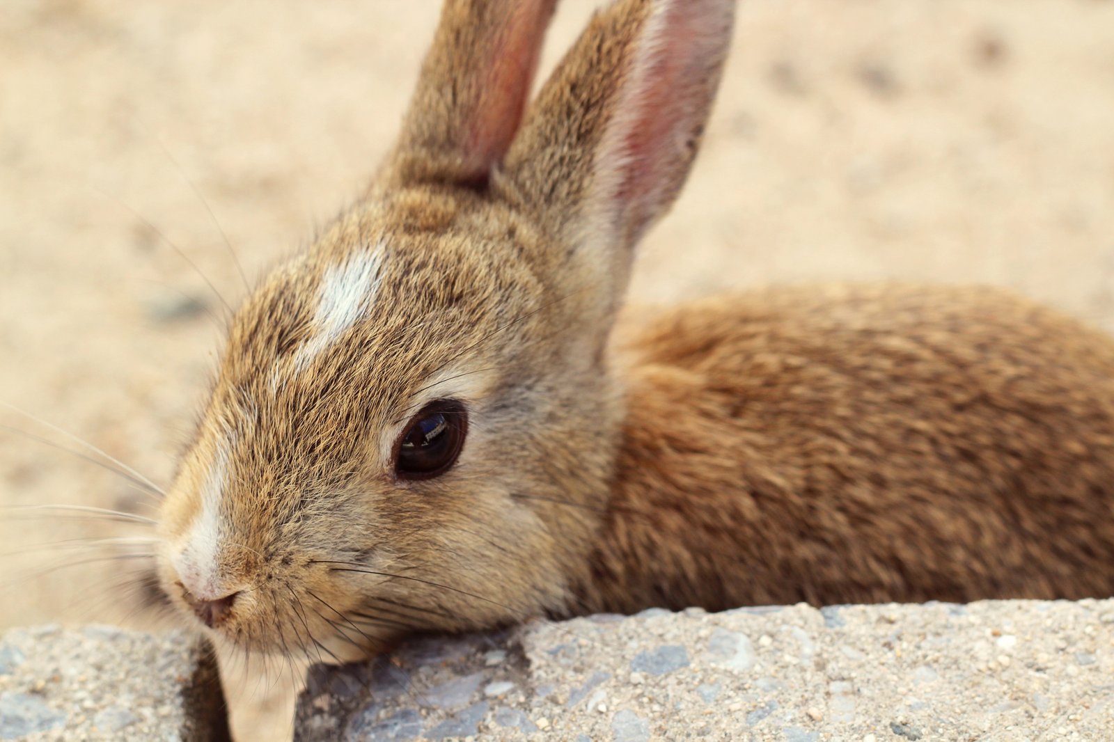 Okunoshima: Un paseo por la isla de los conejos